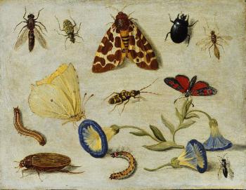 Jan Van Kessel : Insects